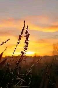 球队主力中锋伤愈回归，球队战力提升——重燃希望的赛季序曲